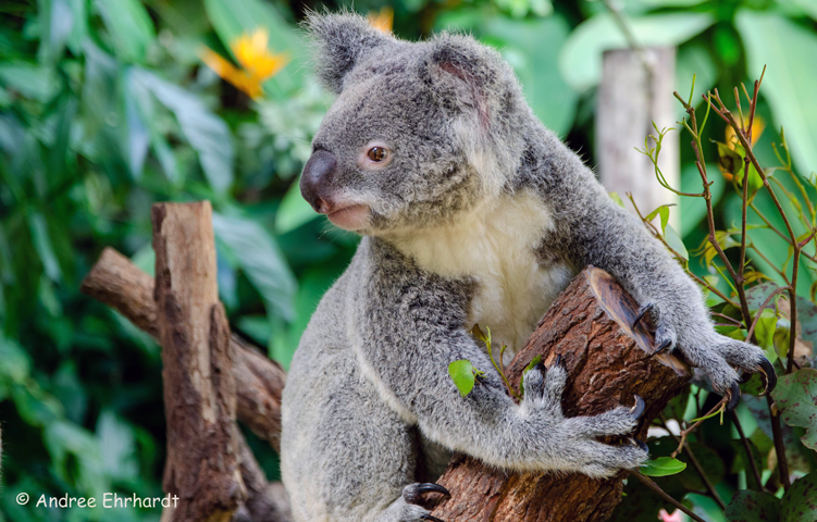 Kostenloser Reisevortrag über Australiens Ostküste in Mehrum