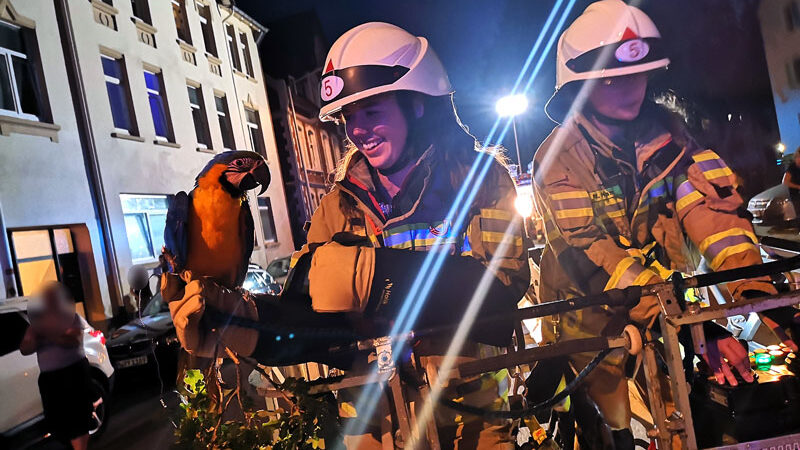 Feuerwehren Hämelerwald und Röddensen retten Papagei „Coco“ nach Ausflug