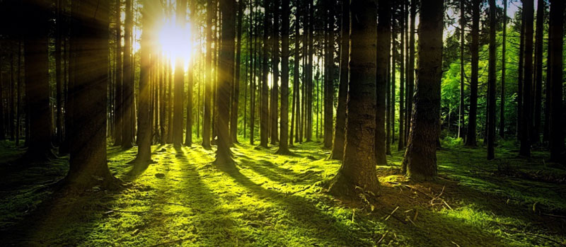 Waldschutz ist Klimaschutz – Wanderung im Ladeholz