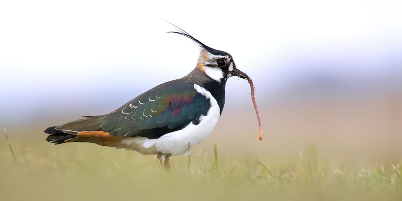 Der Kiebitz ist Vogel des Jahres 2024