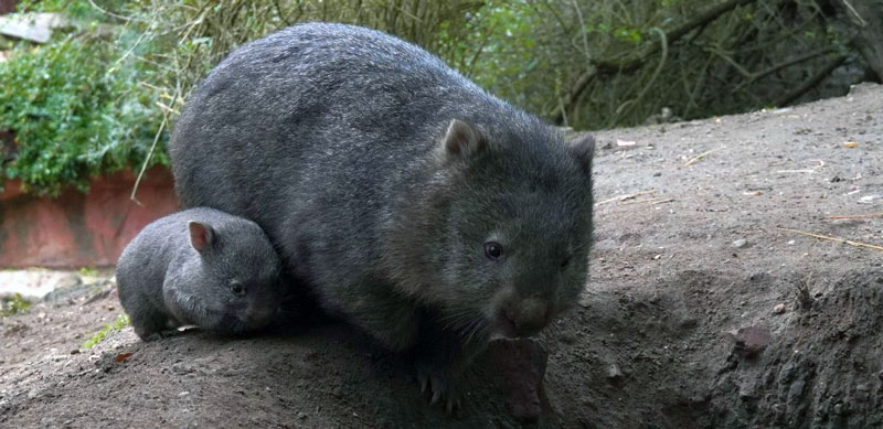 Wombat-Jungtier verlässt Beutel – Nachwuchs zeigt sich immer öfter