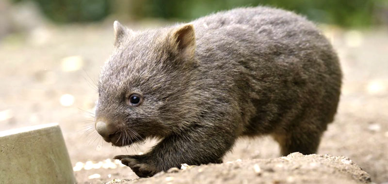 Hannovers Wombat-Jungtier ist männlich – Erstuntersuchung des Nachwuchses
