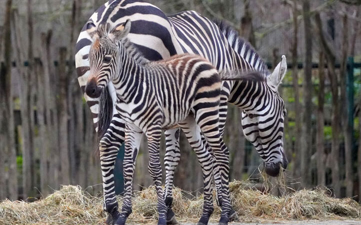 Nachwuchs bei den Steppenzebras im Zoo Hannover