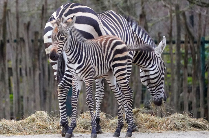 Nachwuchs bei den Steppenzebras im Zoo Hannover