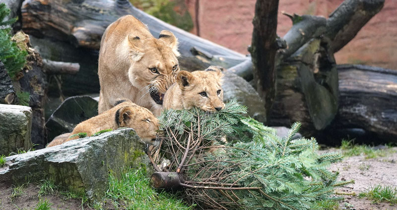 Kitzelnde Leckerbissen: Tiere im Zoo bekommen die nicht verkauften Weihnachtsbäume
