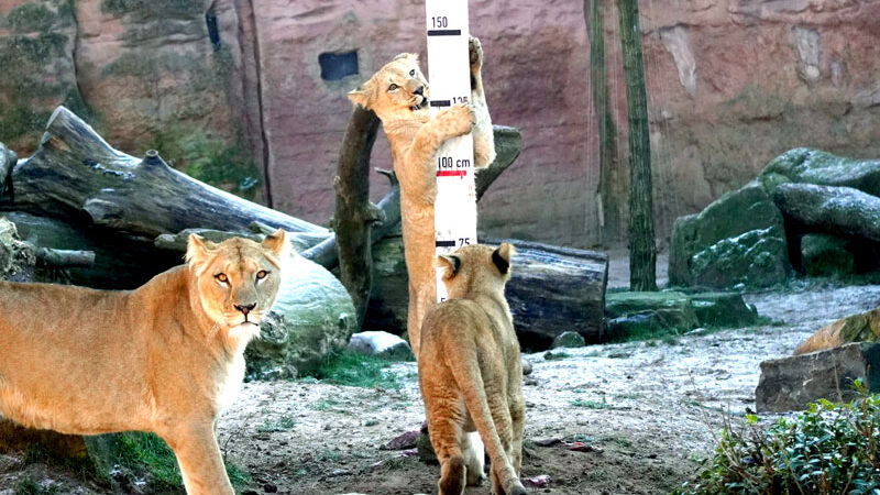 Tierisch spannende Inventur im Erlebnis-Zoo Hannover