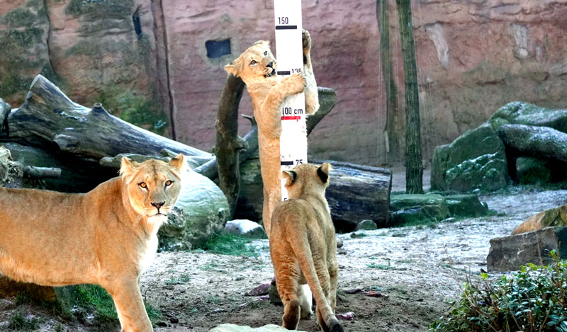 Tierisch spannende Inventur im Erlebnis-Zoo Hannover