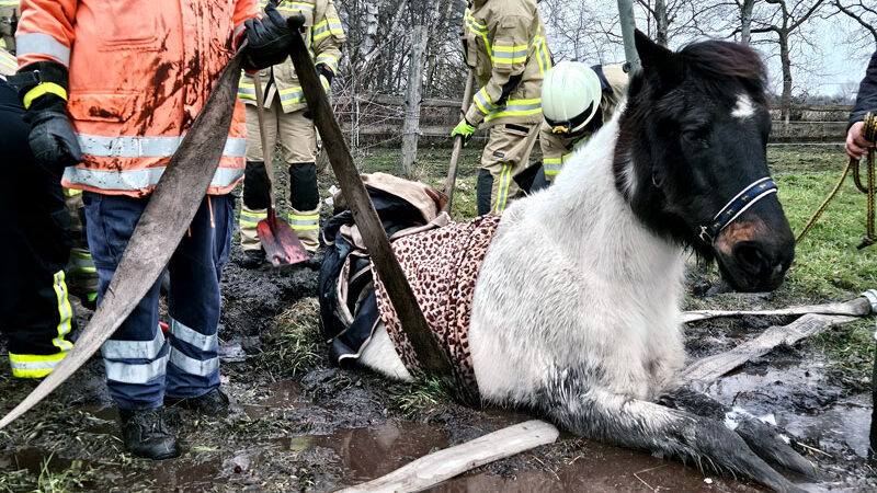Pony wird durch Feuerwehr Lehrte aus misslicher Lage befreit