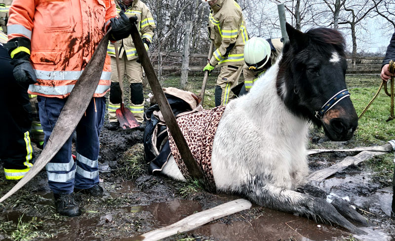 Pony wird durch Feuerwehr Lehrte aus misslicher Lage befreit