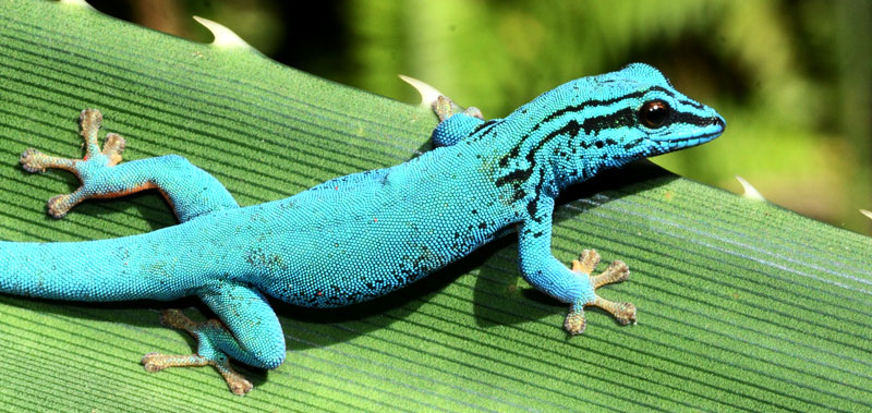 Gecko ist Zootier des Jahres