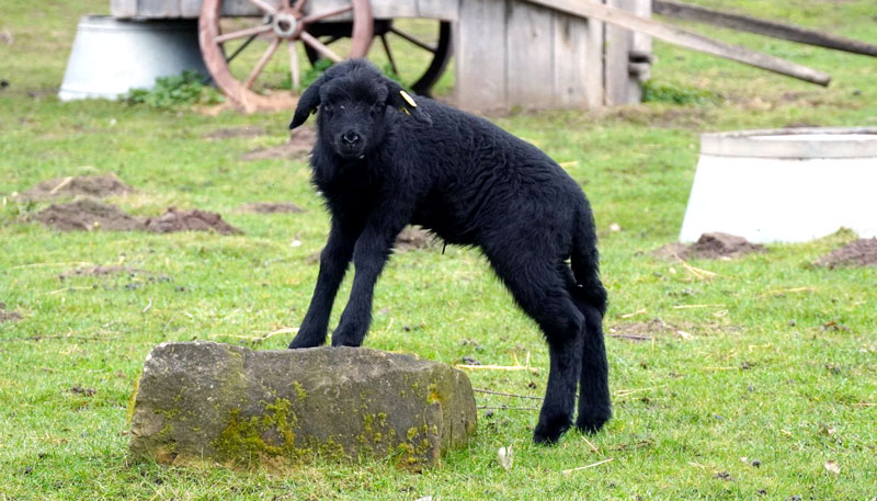 Zoo Hannover präsentiert Neuheiten der Sommersaison: Entdecken und Artenschutz