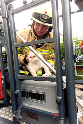 Tierische Rettungsaktion in Lehrte: Feuerwehralarm für „Mischa“