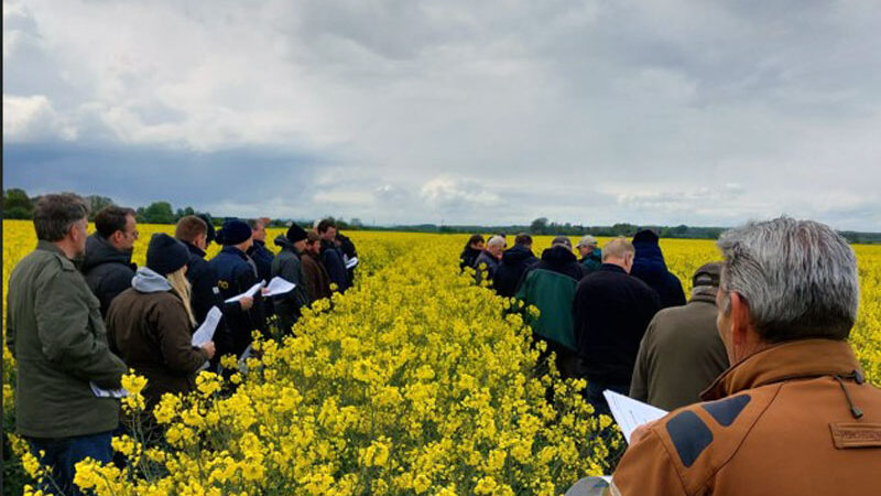 Rapsrundfahrt der Landwirtschaftskammer auf dem Hof Lehrke in Sehnde