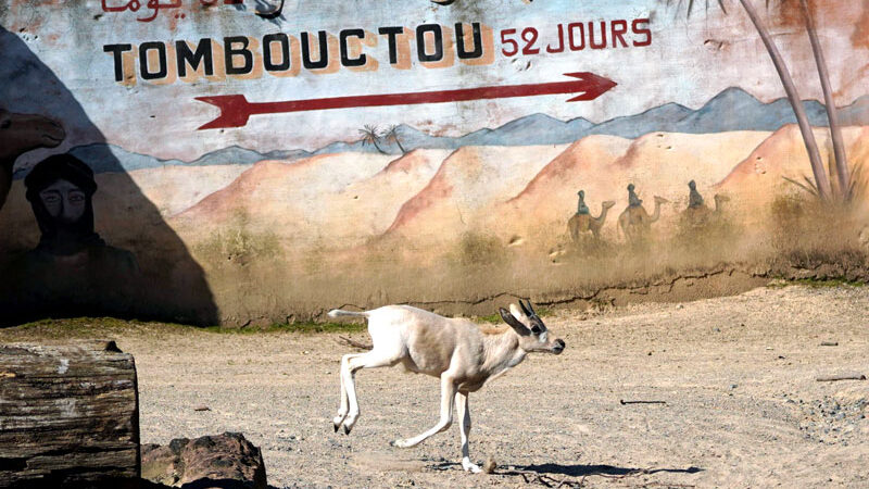 Nachwuchs bei den Wüstenantilopen Addax im Erlebnis-Zoo Hannover