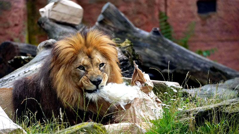 Wenn es bei den Berberlöwen nach Alpaka duftet… Tierbeschäftigung als Überraschung