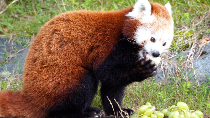 Zuhause in luftiger Höhe: Rote Pandas haben neue Anlage im Zoo Hannover