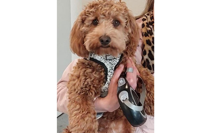 Ein kleiner Vierbeiner geht auf Reisen: entlaufener Hund bei der Bundespolizei untergekommen
