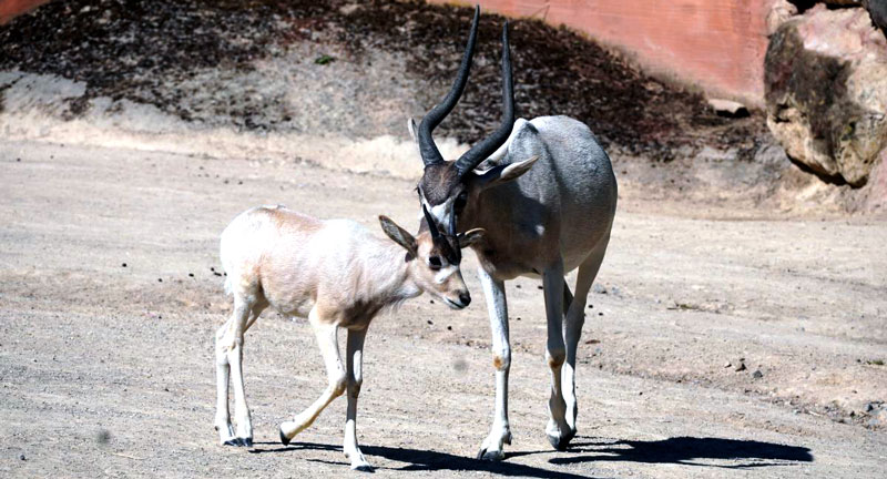 Von Hörnern und Streifen: seltener Nachwuchs im Zoo Hannover