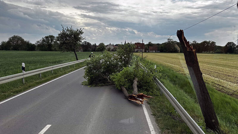 Hohenhamelner Feuerwehren beseitigen mehrere umgestürzte Bäume