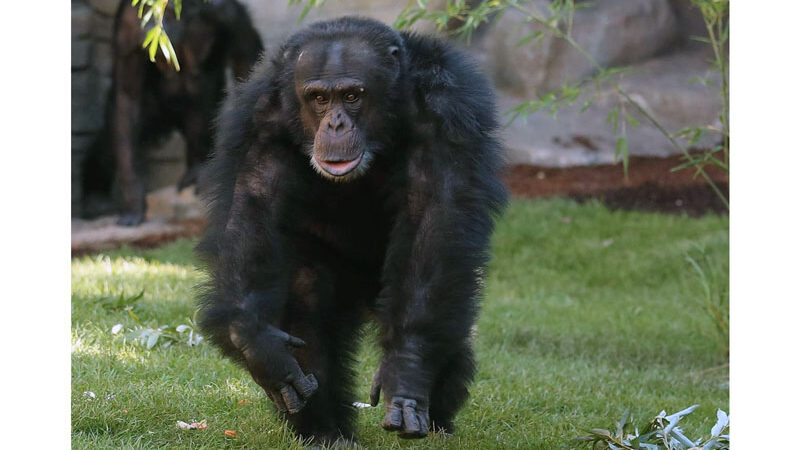 Schimpansen-Männchen „Toto“ gestorben: Erlebnis-Zoo Hannover trauert
