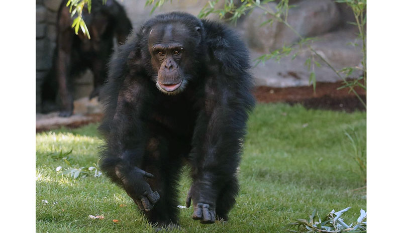 Schimpansen-Männchen „Toto“ gestorben: Erlebnis-Zoo Hannover trauert