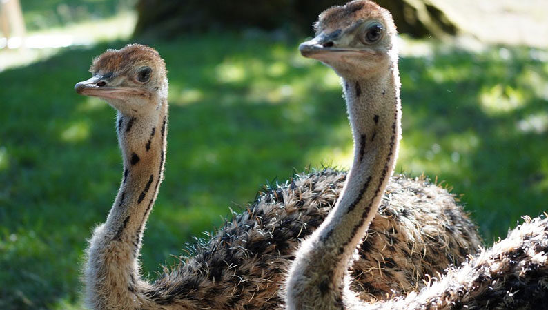Kleine Vögel mit großem Auftrag: Nachwuchs bei den Nordafrikanischen Rothalsstraußen