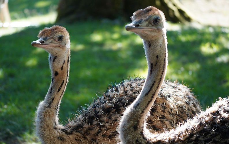 Kleine Vögel mit großem Auftrag: Nachwuchs bei den Nordafrikanischen Rothalsstraußen