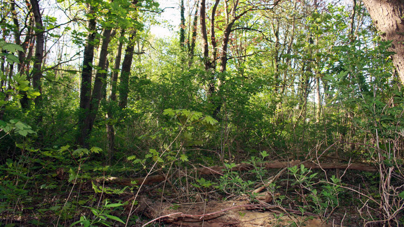 Führung durch den Kötterschen Park in Sehnde