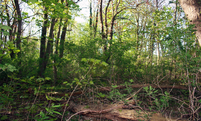 Führung durch den Kötterschen Park in Sehnde
