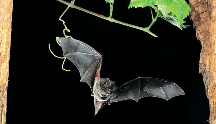 Batnights in der Region Hannover zur Lage der Fledermäuse