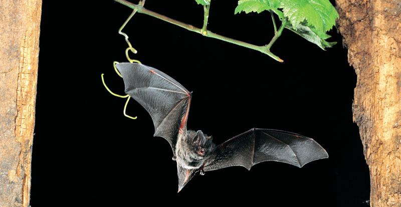 Batnights in der Region Hannover zur Lage der Fledermäuse