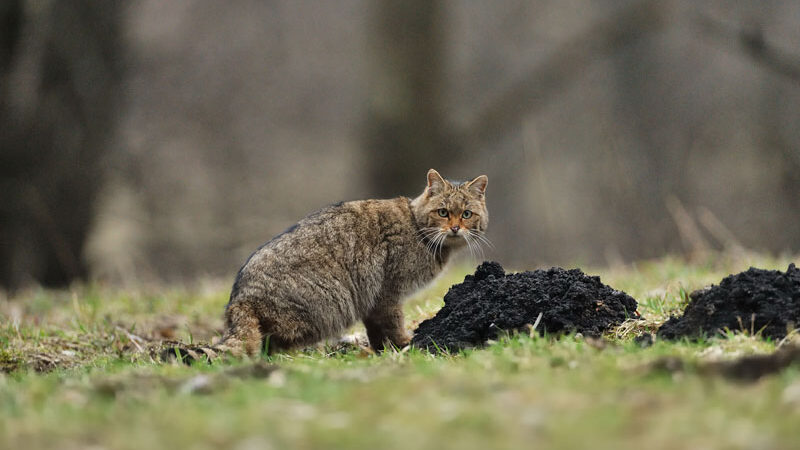NABU: Wildkatze in Gefahr – Aktionstag in Bad Harzburg am Sonntag