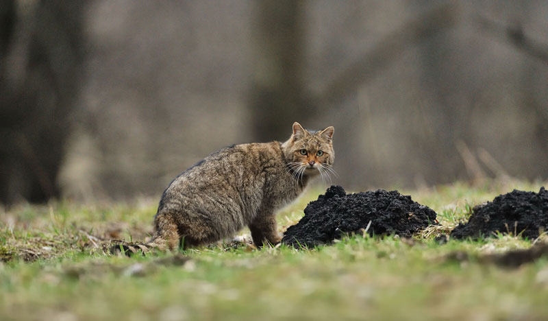 NABU: Wildkatze in Gefahr – Aktionstag in Bad Harzburg am Sonntag