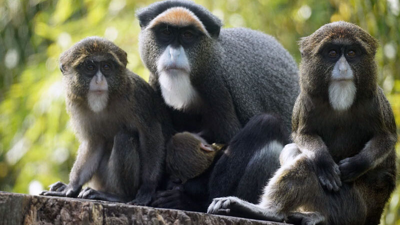 Aller guten Dinge sind drei: Nachwuchs bei den Brazza-Meerkatzen