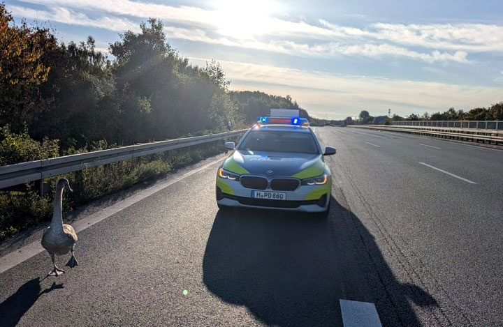 Jungschwan auf der A 2: Polizei rettet gefiederten Ausreißer