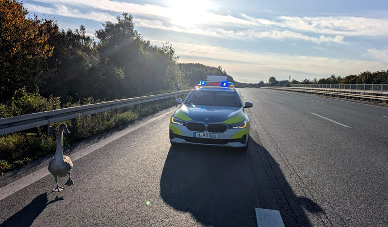 Jungschwan auf der A 2: Polizei rettet gefiederten Ausreißer