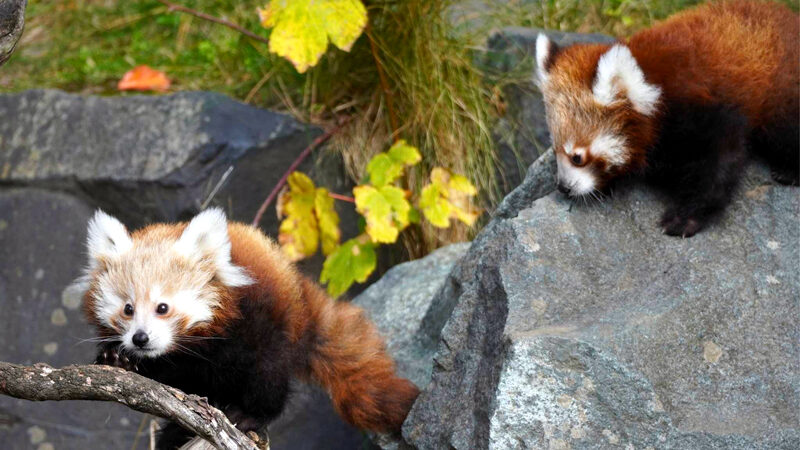 Die schönsten Säugetiere auf Erden haben Nachwuchs: Zwillinge im Zoo