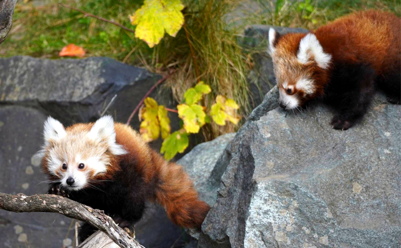 Die schönsten Säugetiere auf Erden haben Nachwuchs: Zwillinge im Zoo