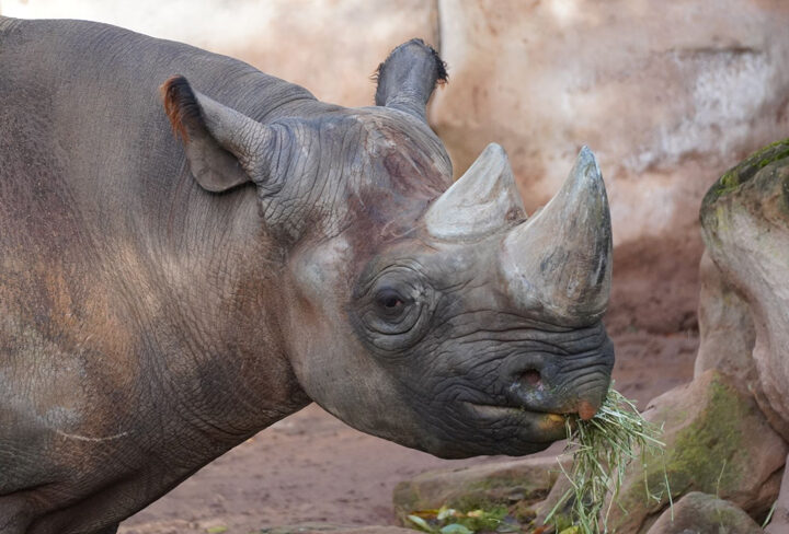 Nashorn „Kito“ geht auf Reisen: Partnertausch beim Europäischen Erhaltungszuchtprogramms