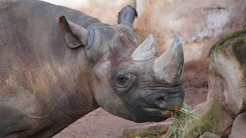 Nashorn „Kito“ geht auf Reisen: Partnertausch beim Europäischen Erhaltungszuchtprogramms