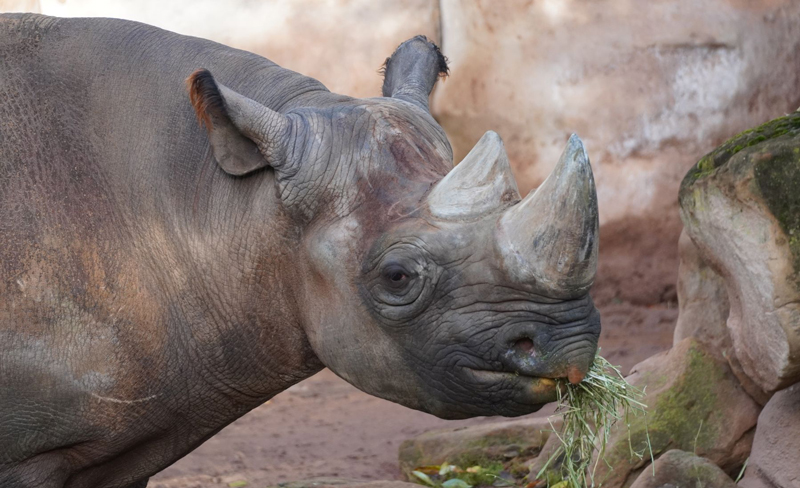 Nashorn „Kito“ geht auf Reisen: Partnertausch beim Europäischen Erhaltungszuchtprogramms