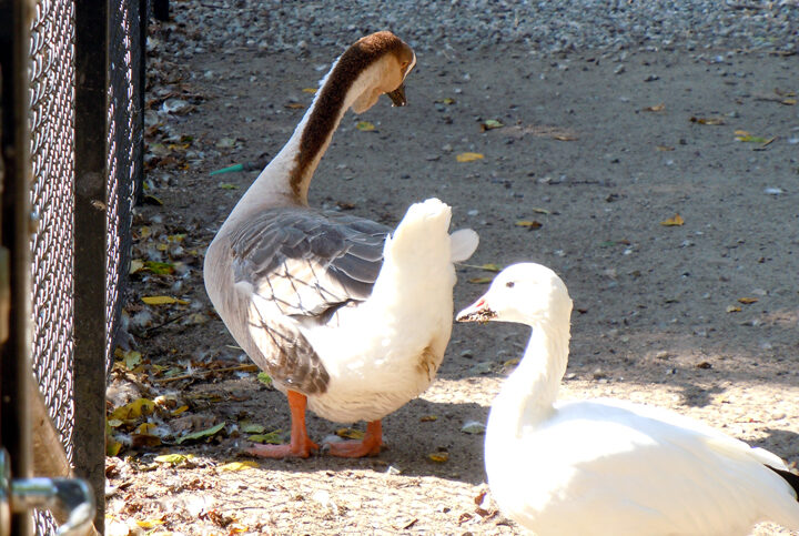 Fälle von Vogelgrippe bei Wildgänsen in Lehrte und der Region: Tipps zur Vorbeugung