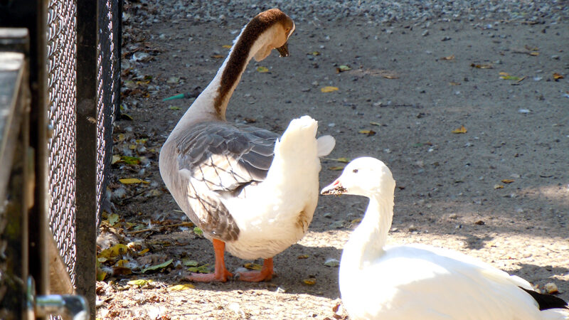 Fälle von Vogelgrippe bei Wildgänsen in Lehrte und der Region: Tipps zur Vorbeugung