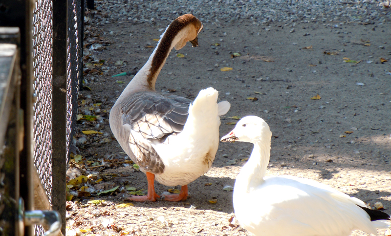 Fälle von Vogelgrippe bei Wildgänsen in Lehrte und der Region: Tipps zur Vorbeugung