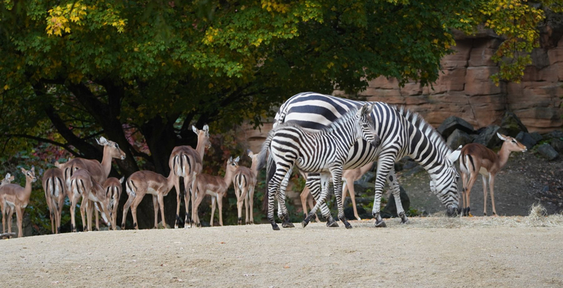 Braun-Schwarz-Weiß gestreifter Nachwuchs der Steppenzebras