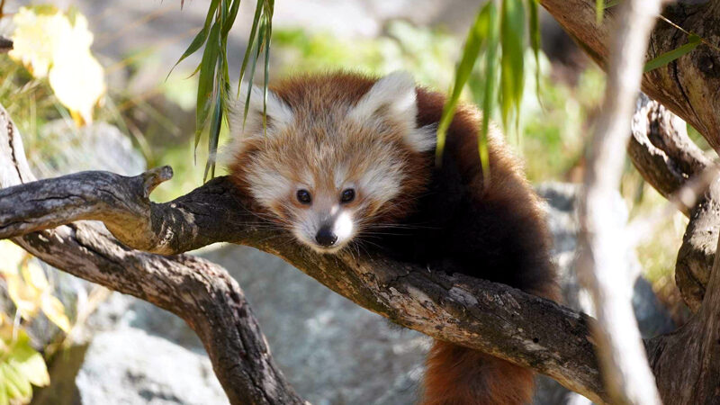 Trauriger Verlust im Zoo: Jungtier der Kleinen Pandas gestorben