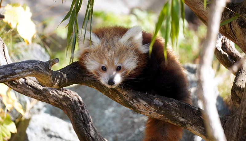 Trauriger Verlust im Zoo: Jungtier der Kleinen Pandas gestorben