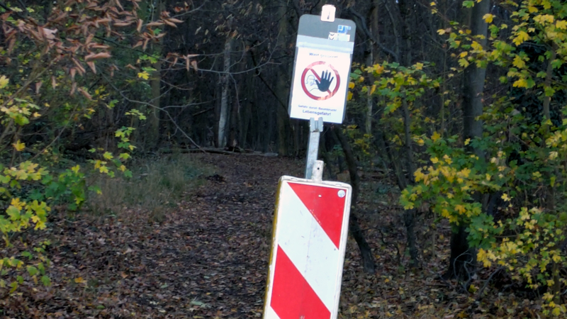 Eschen in Sehnde erkrankt – Fällung erforderlich