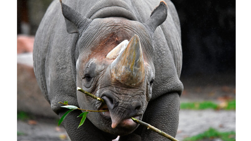 Spitzmaulnashorn „Nasor“ in Hannover eingetroffen