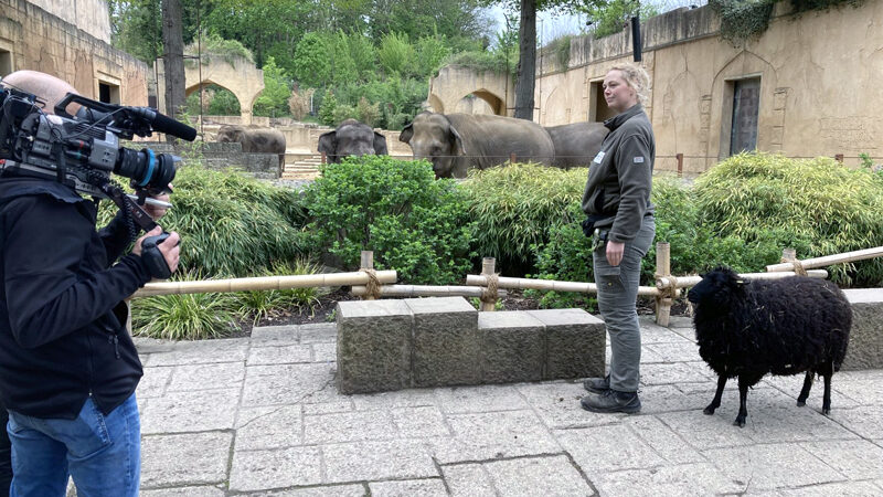 Neue Folgen „Seelöwe & Co.“ vom Zoo Hannover im NDR